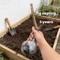 3-year-old fig seedlings
