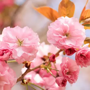 Kwanzan Japanese Flowering Cherry Tree - 8-14" Tall Live Plant - 2.5" Pot - Pink Flowering Seedling - Prunus 'Kanzan' - No Ship To AK, HI and P.R.