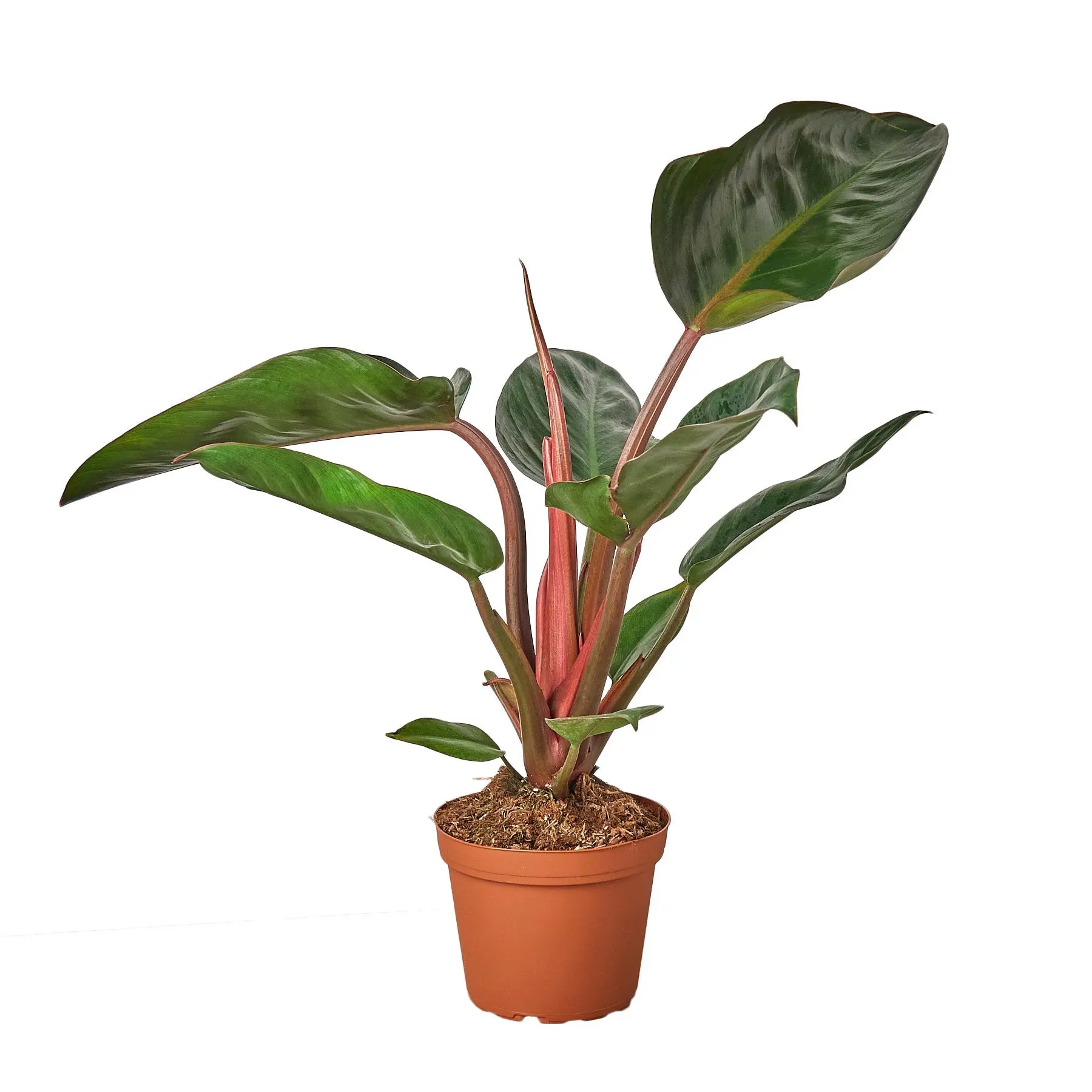 Philodendron 'Congo Rojo', Live Houseplant, Indoor Plant