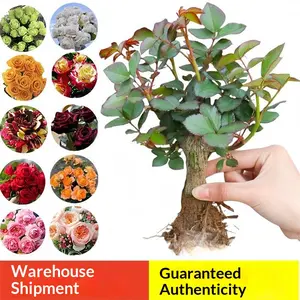 5-10 Inches Hardy Live Rose Shrub - Ready to Grow Perennial Seedlings, Direct Planting for Landscape Borders/Country Garden Flower Beds