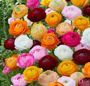 30-Piece Mixed-Color Ranunculus Bulbs Ideal for Gardening & Decoration Effortlessly Planted Organic Seed Varieties Big Healthy Blooms Fits Any Size Made in USA