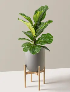 Fiddle Leaf Fig Bush