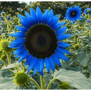 100pcsRare Midnight Oil Blue Sunflower Seeds - 300pcs Pack: Heirloom Garden Seeds, Stunning Hybrid for Your Garden