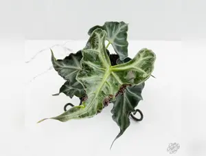 Alocasia loco *Grower's Choice*