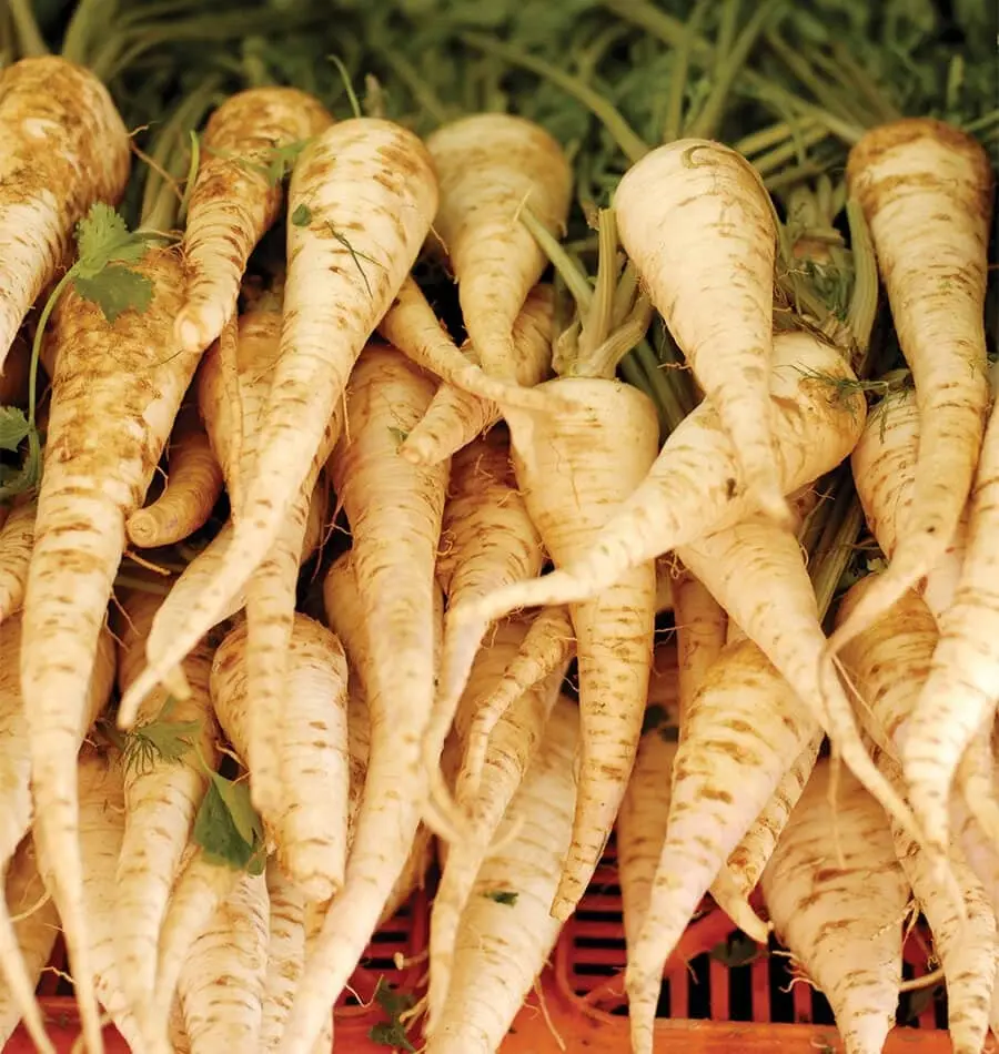 TomorrowSeeds - Early Harris Model Parsnip Seeds -  American White Parsnips Fall Garden Turnip Carrot Vegetable Seed For 2024 Season