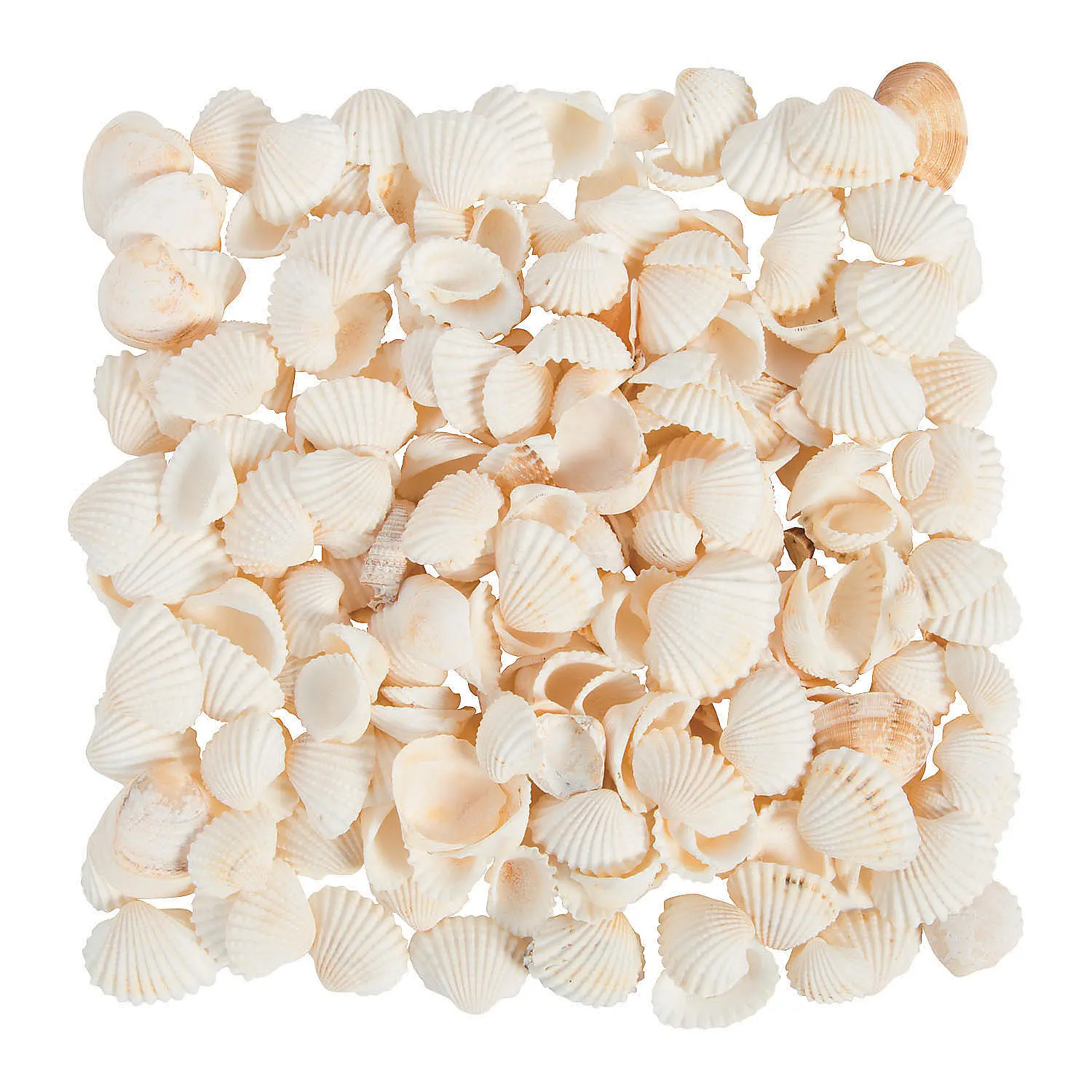 Natural Clamrose Sea Shells