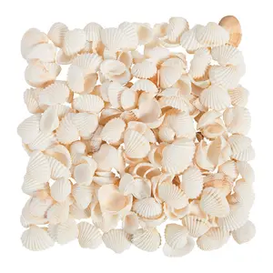 Natural Clamrose Sea Shells