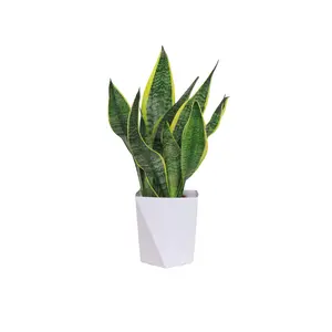 Snake Plant Live Indoor Plant | Low Maintenance Air Purifying Houseplant, Easy Care Decor for Home & Office