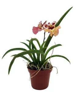 Tiny Dancer- Tolumnia- Miniature Orchid Plant without Flower Spike - 2" Pot - Beautiful House Plant