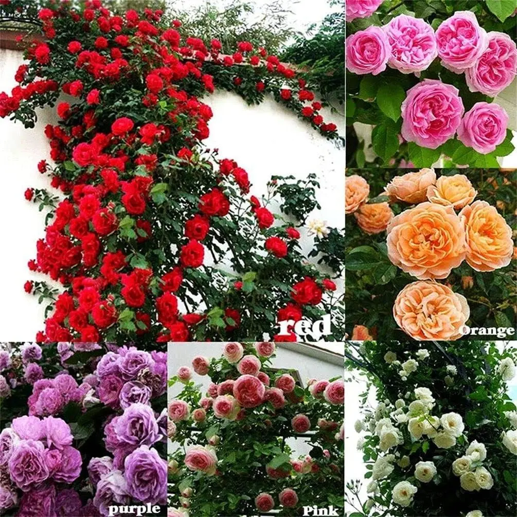 Garden Plants Seeds 200Pcs Mix Climbing Rose Rosa Bush Vine Climber Fragrant Butterfly Flower Seeds