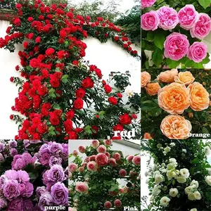 Garden Plants Seeds 200Pcs Mix Climbing Rose Rosa Bush Vine Climber Fragrant Butterfly Flower Seeds
