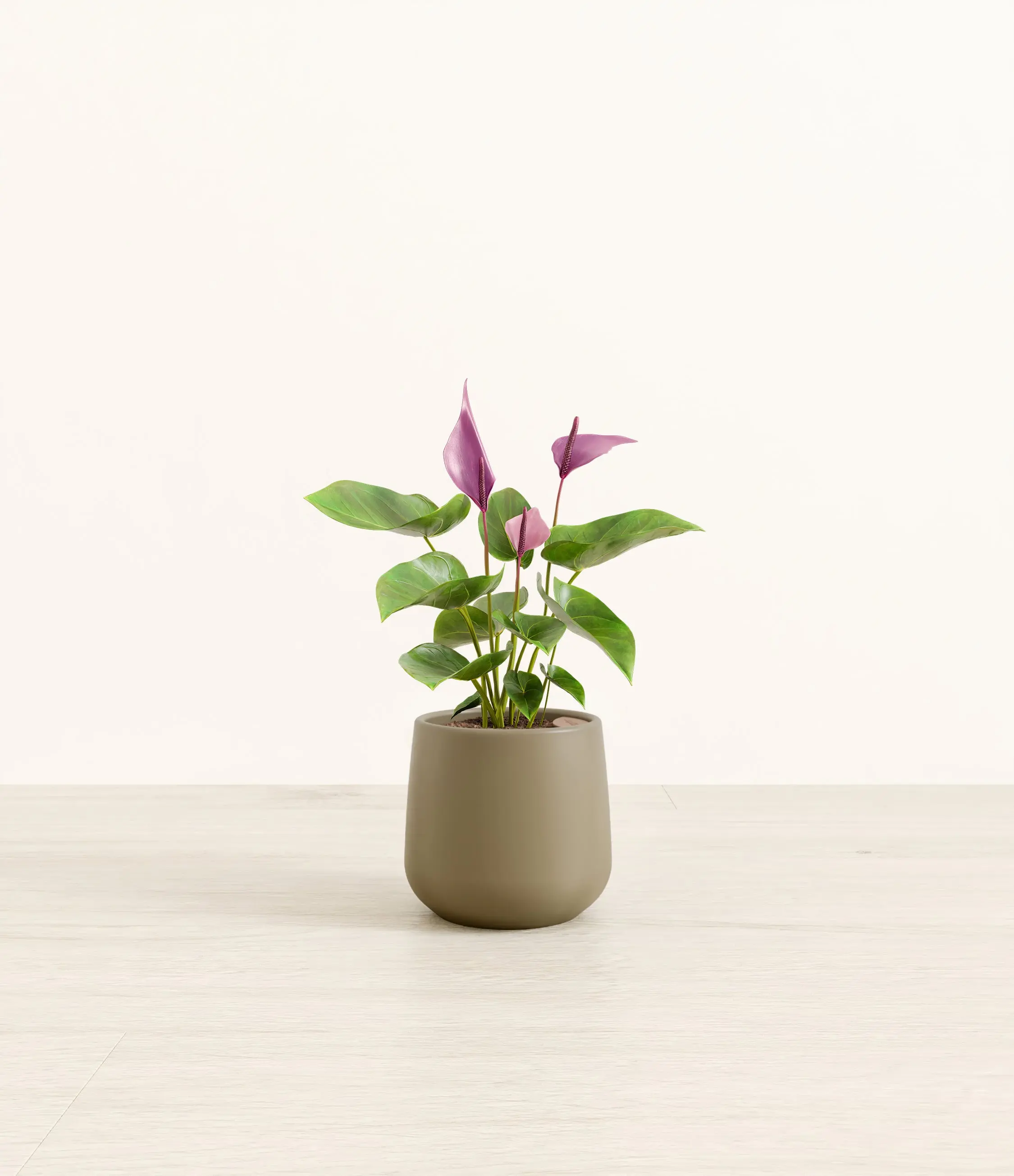 Anthurium Zizou