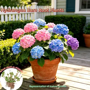 Mature Hydrangea Bare Roots – Strong & Healthy, Plant Directly, for Pots or Ground, Perfect for Patio, Garden, Courtyard