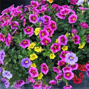 500 Pcs Petunia Seeds Mixed Rainbow Color Flowers Pollinator Garden, Open Pollinated, Non-GMO, Indoor and Outdoor