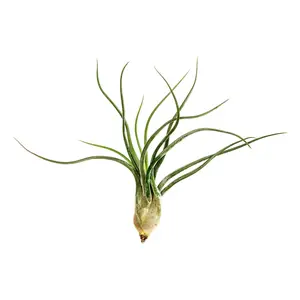 Medium Size Air Plant