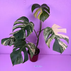 Monstera Borsigiana Aurea 6” | Yellow Variegated Monstera | Rare Plant