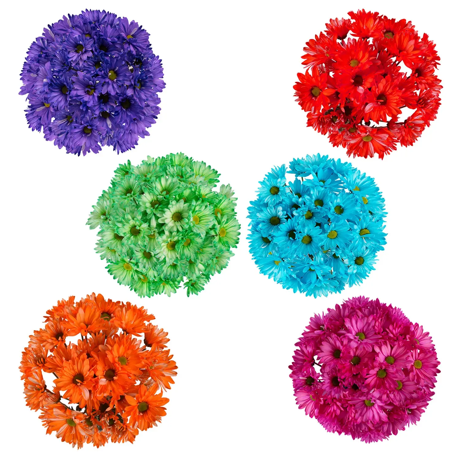 Crazy Daisies Tinted Pompom Daisy