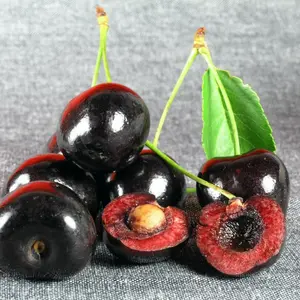 Pack Cherry Trees Live Plants, Sweet Cherry Plant Live, Sweet Fruit Tree Plants, Wild Black Cherry Tree from 1 Feet Tall, Easy to Plant