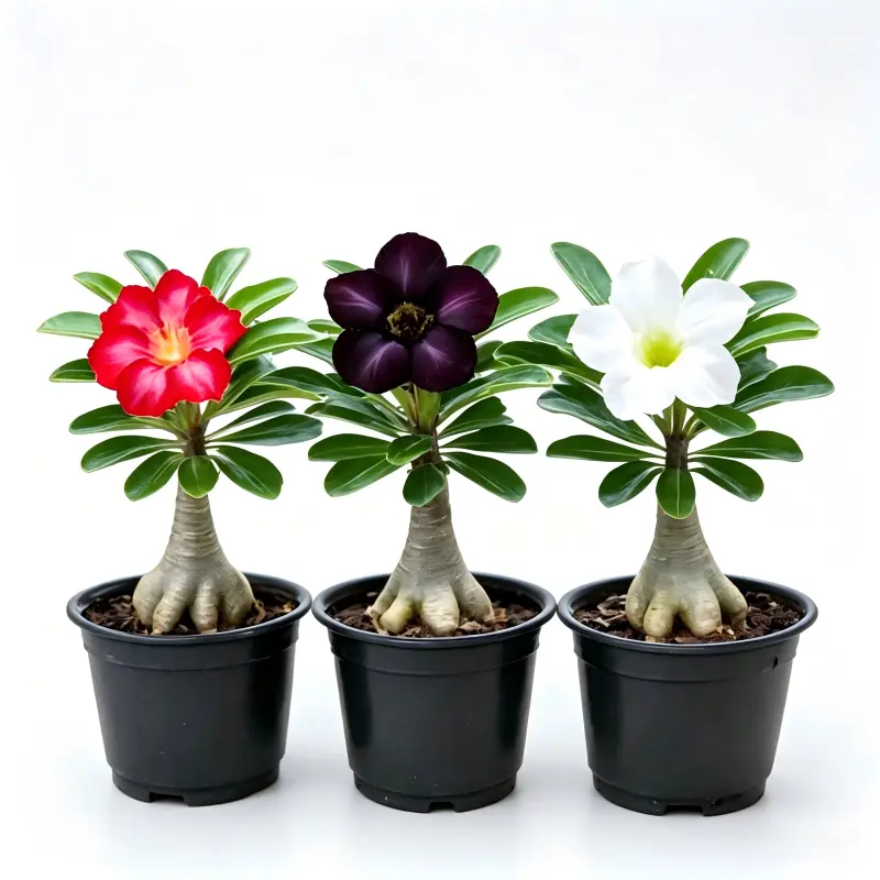 3PC  Unique Caudex Desert Rose Adenium Obesum Live Starter Succulent Plant, Easy To Grow Flower Succulent for Indoor Outdoor Home Gardening
