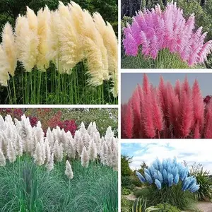 1000+ Mix Pampas Grass Seeds for Planting Cortaderia Selloana Seeds Ornamental Plants Decor Garden Tall Feathery Blooms Blue White Pink Red Yellow.