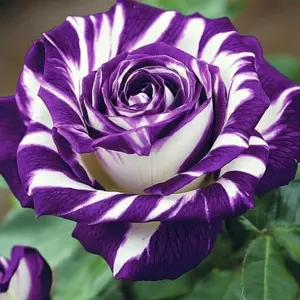 200pcs Rare Rose Seeds for Planting – Beautiful Heirloom Flower Variety with Vibrant Colors – Non-GMO, Perennial Blooms for Garden, Balcony, Pots, or Landscaping – Easy to Grow, High Germination Rate – Perfect for DIY Gardening, Gifts & Outdoor Decoration