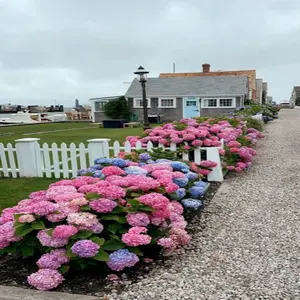 Pink-Purple 1000+ Mixed Color Hydrangea Seeds for Planting, Outdoor Garden - Potted Plants Hydrangea macrophylla Giant Snowball Hydrangea Fast Growing Shrub