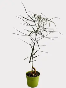 Brachychiton Rupestris – Queensland Bottle Tree