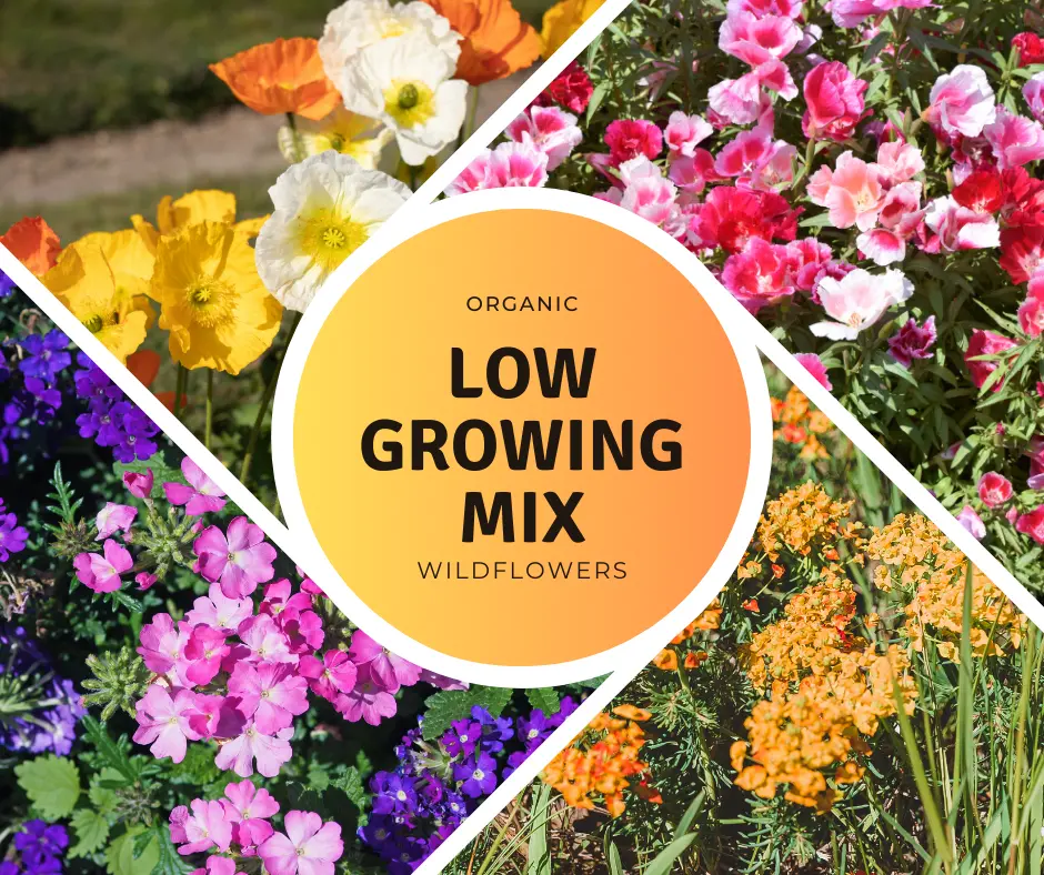 Wildflower ‘Low Growing Mix’ – Compact, colorful flowers designed for borders, rock gardens, and pollinator-friendly meadows in limited spaces.