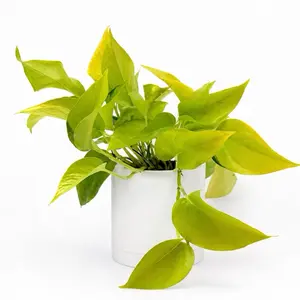 Neon pothos 4" pot House Plant - Pothos neon Unique Leaves, Easy Care, Indoor Home Decoration, Perfect for Beginners - Decorative