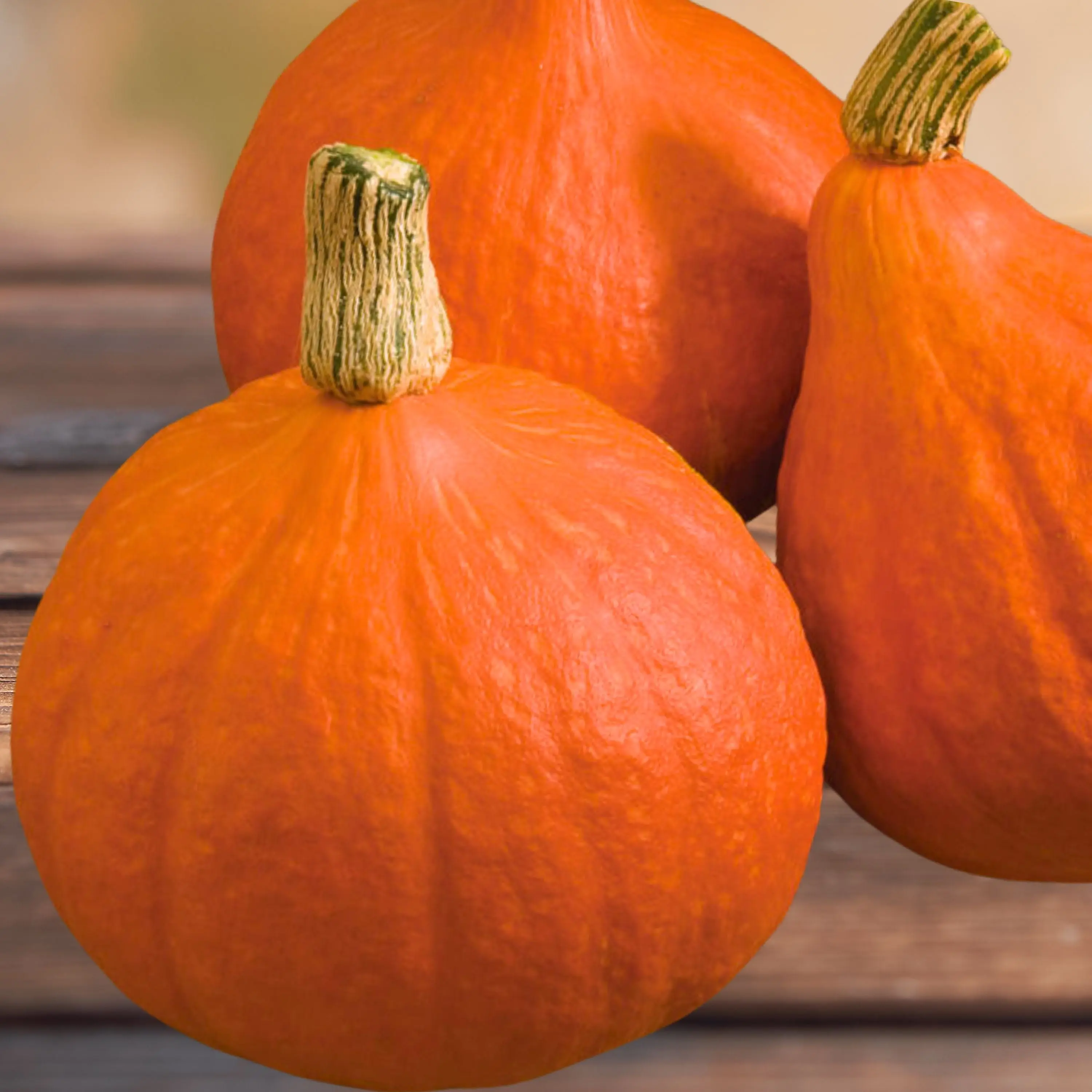Heirloom Red Kuri Squash Seeds - Organic and Regenerative Gardening Seeds