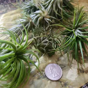 12 Air Plants Wholesale - Ionantha Variety - Set of 12 Air Plants - 30 Day Guarantee - Air Plants Bulk