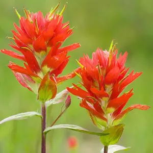 340 Seeds Indian Paintbrush Castilleja miniata Prairie-Fire Drought Tolerant Rare Tropical Exotic Flower Striking Landscape Plant for Garden USDA Zone 3-9 Edible Flowers Bright Red Leaf-Like Bracts