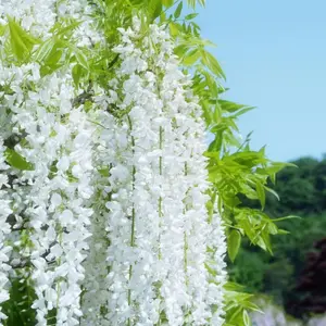 Climbing Jasmine Flower Seeds Non-GMO Jasmine Gardenia Seeds Fragrant Flower Climbing Flower Seed for Home Garden Outdoor Indoor