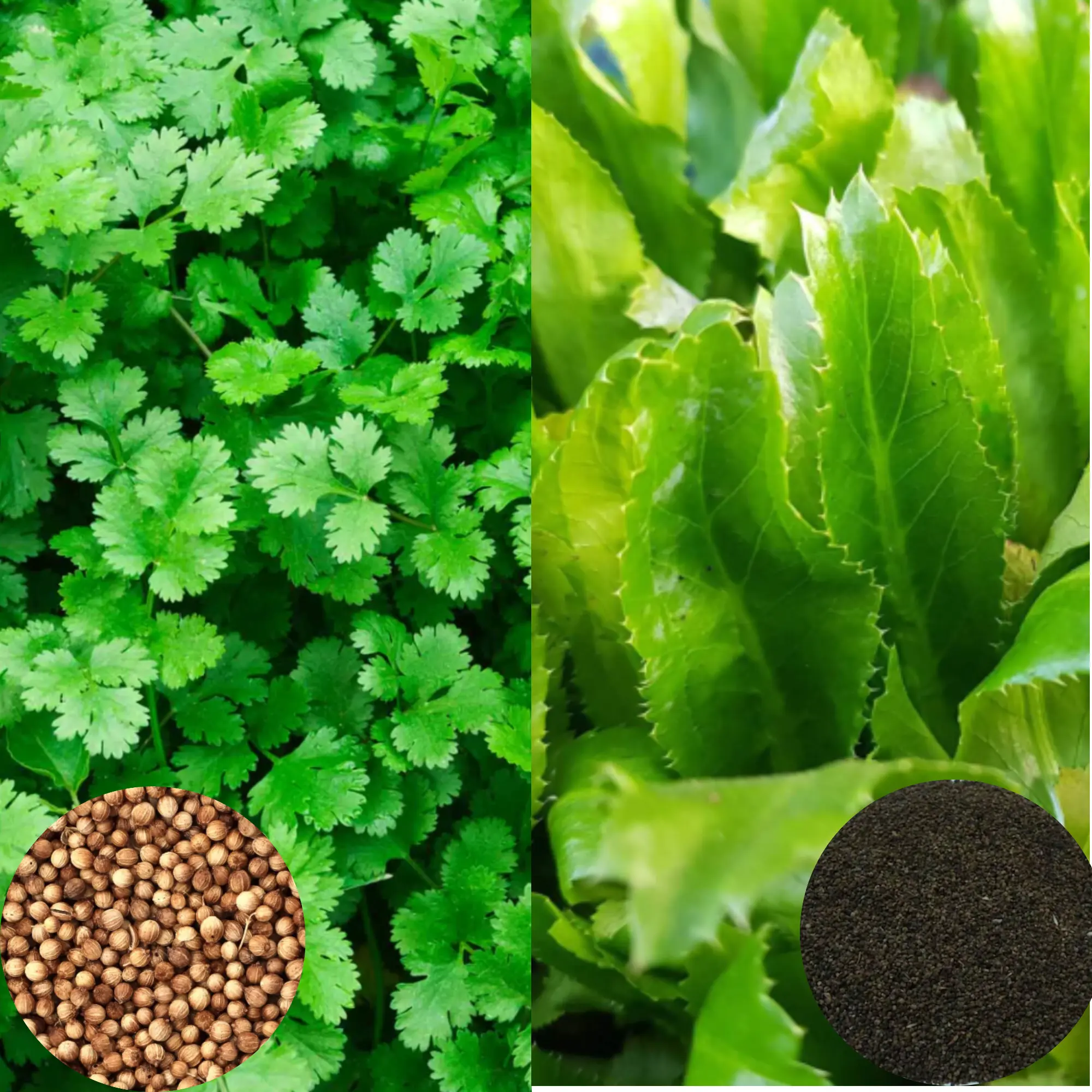 Combo 500+ Culantro and 500 Cilantro Seeds for Planting, Mexican Coriander Seeds for Home Garden