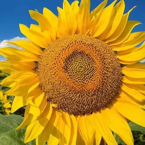 50 Mammoth Grey Stripe Sunflower Seeds - Huge Blooms on 8-12 ft Stems for Giant Sunflower Beauty