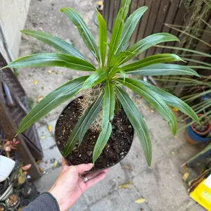 Madagascar Palm aka Pachypodium lamerei