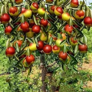 10 Jujube Fruit Tree Seeds Red Chinese Date Indian Plum Superfruit Fast Hardy for Summer Planting Cold-Tolerant & Heat-Resistant