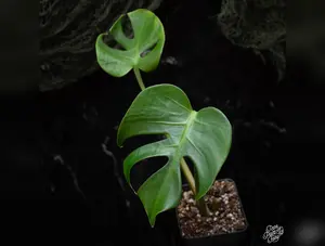 Monstera Deliciosa 'Compacta' *Kunzo Lineage* *Grower's Choice*