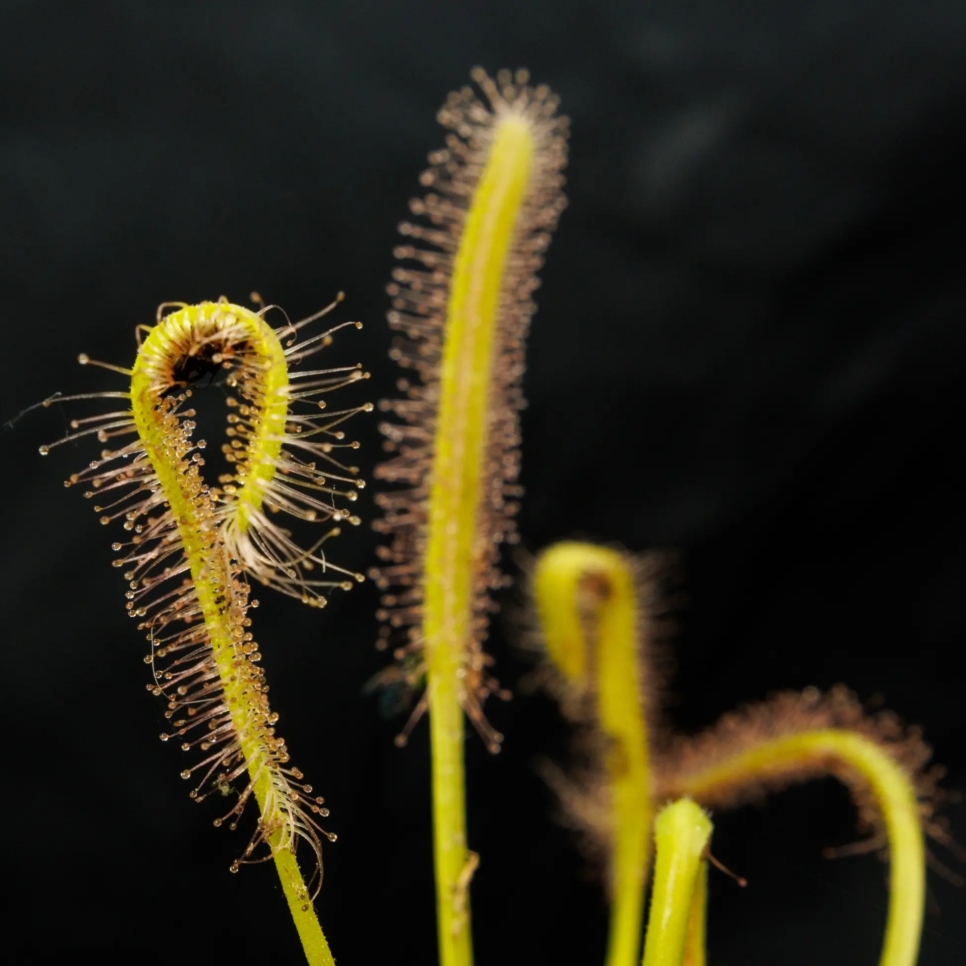 SEEDS - Cape Sundew - Drosera capensis "albino" - Carnivorous Plant
