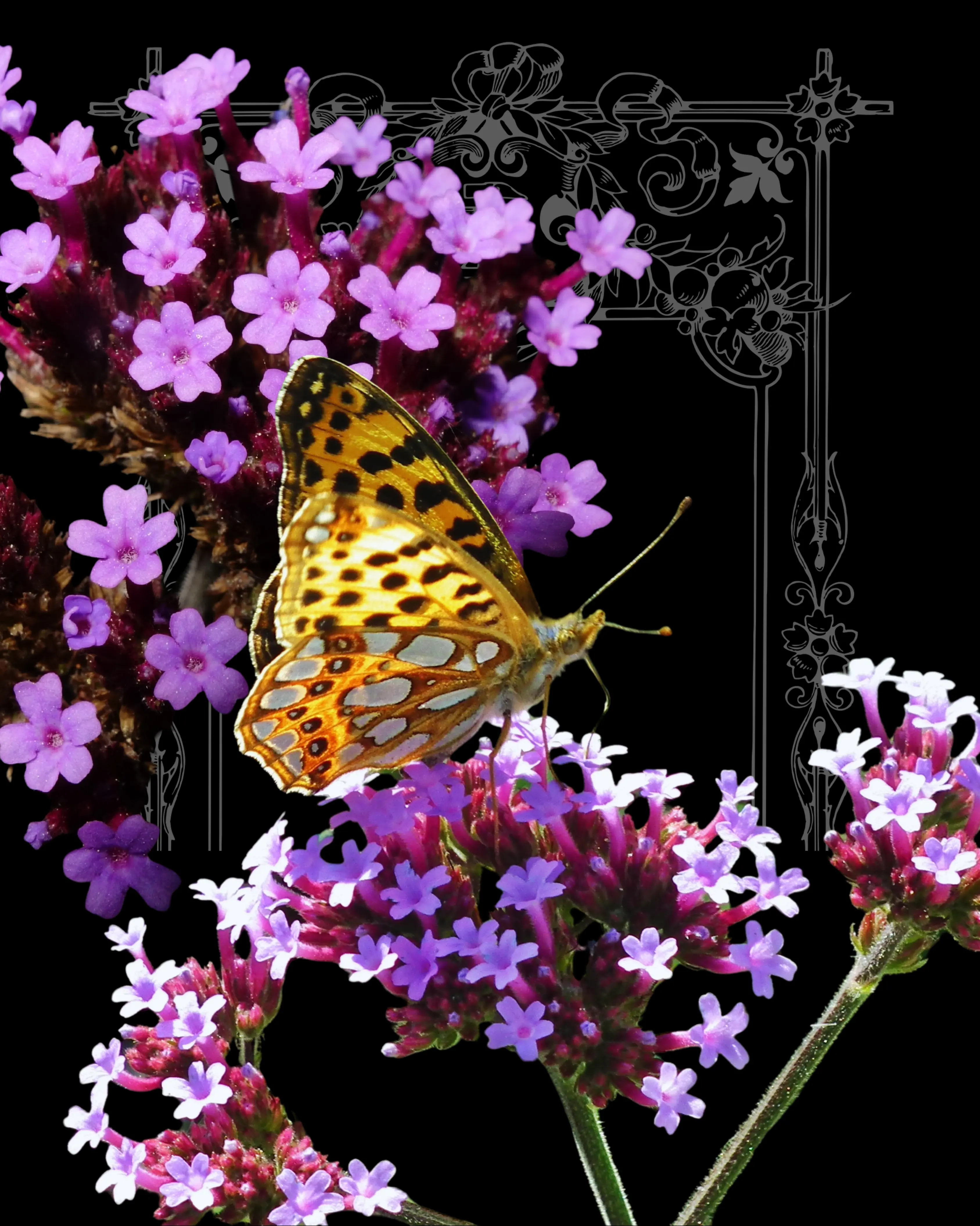 500+ Verbena Bonariensis 'Purpletop Vervain" Seeds