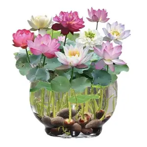 20PCS Bowl Lotus Seeds – Beautiful Bonsai Water Lilies for Soilless Hydroponic Growing | Year-Round Blooms, Easy Care for Indoor & Outdoor Potted Plants