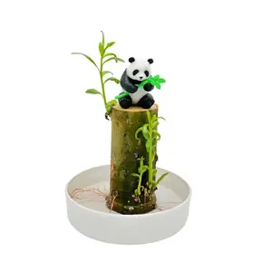 Lucky Bamboo Willow Desktop Bonsai - Whole Kit - Wood, Panda, Saucer Brings Luck and Money Decor Ornaments Lightweight Wooden
