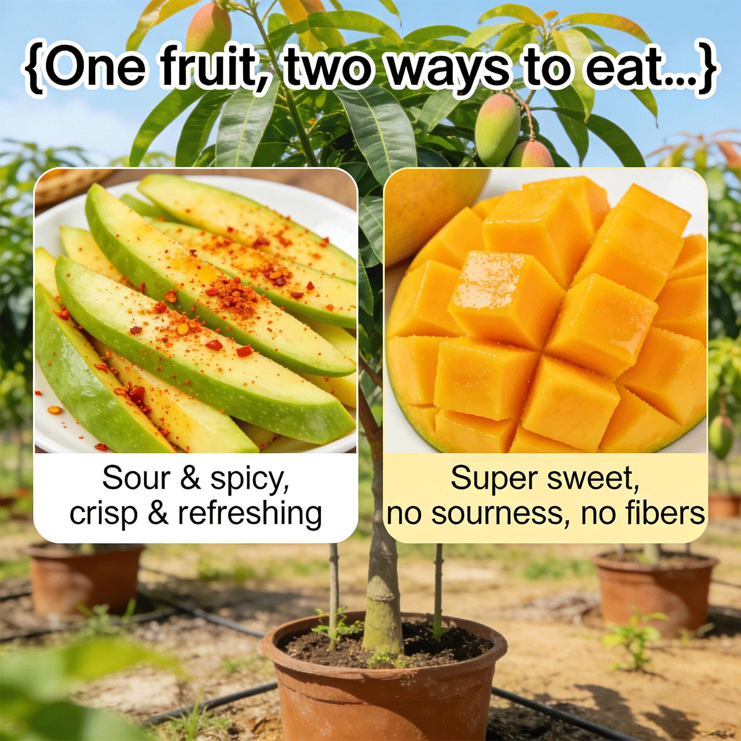 Grafted Mango Tree Saplings | Healthy Live Tropical Fruit Tree Seedlings | Strong Root System | Suitable for Home Gardens & Outdoor Growing | Adaptable to Warm & Frost-Free Climates | Non-GMO Live Plants for Edible Gardening