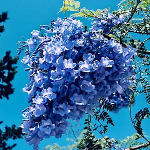 20 Jacaranda Fern Tree Seeds (Mimosifolia acutifolia) Tropical Blue Flowers Plant