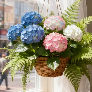 50Pcs Mixed Color Hydrangea Seeds – Ornamental Flower Seeds for Garden Planting, Vibrant Blooms in Assorted Colors (Seeds Only, Not Live Plants)