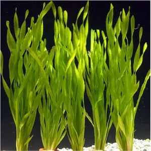 BUY 2 GET 1 FREE Corkscrew Val! (Vallisneria Contortionist)-Easy Live Aquarium Pond Aquatic Plant