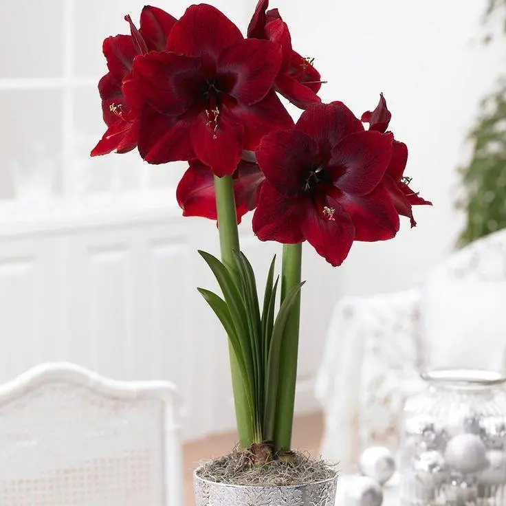 Amaryllis Bulb, Easy Grow Perennial Flower Bulbs, Indoor Outdoor Potted Garden Decor