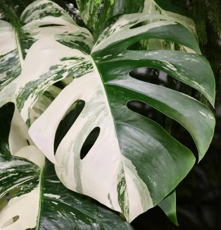 Philodendron Monstera Thai Constellation 4-6 Inch Tall Variegated Monstera Plant