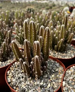Fairy Castle Cactus, Cactus Clusters, Live Plant in 6" pot