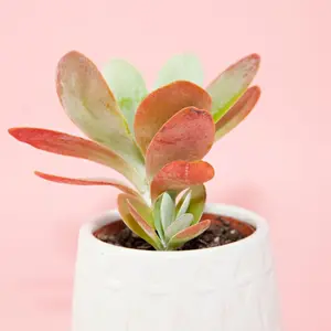 Live Flapjack Succulent Plant - Paddle Plant - Kalanchoe Luciae Plant - 4 Inch Pot